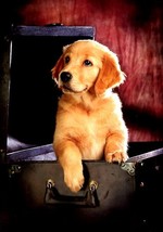 Blank Inside - Furry Friends Greeting Card - 01976 - $2.79