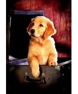 Blank Inside - Furry Friends Greeting Card - 01976 - $51.41 MXN