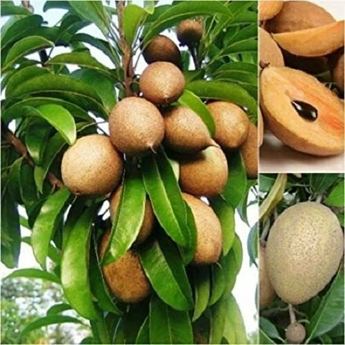 Sapote Sapodilla Nispero Manilkara Zapota Chiku Makok Tropical  Seeds, 2025 - $19.34