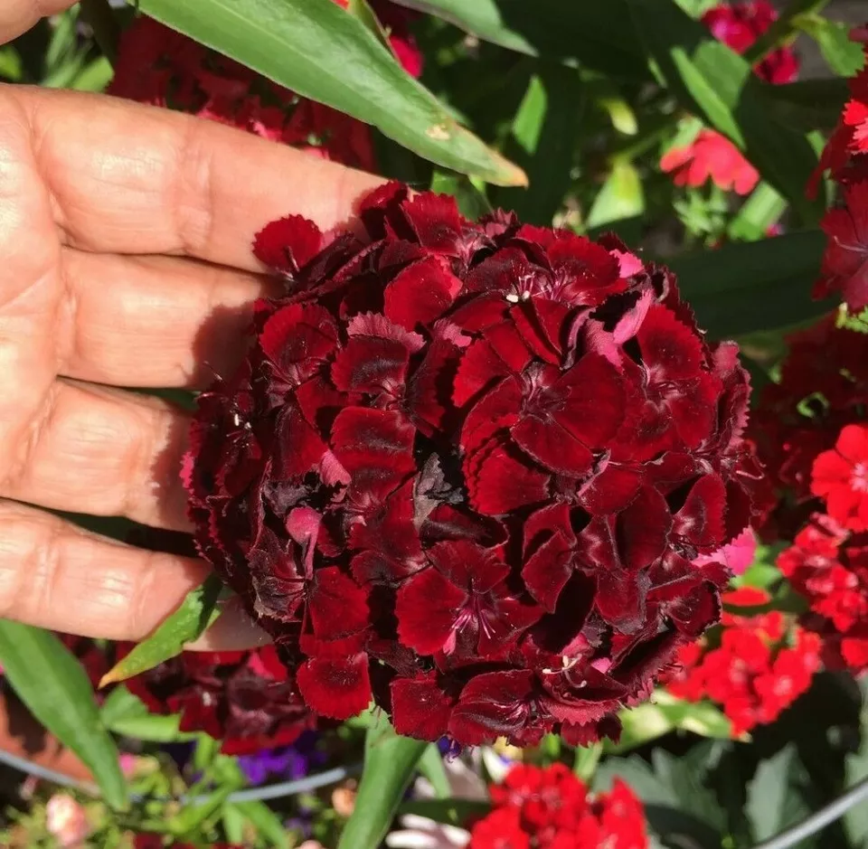 100 seeds Dianthus Barbatus mix Tall plant about 3 feet tall  From US - $10.00