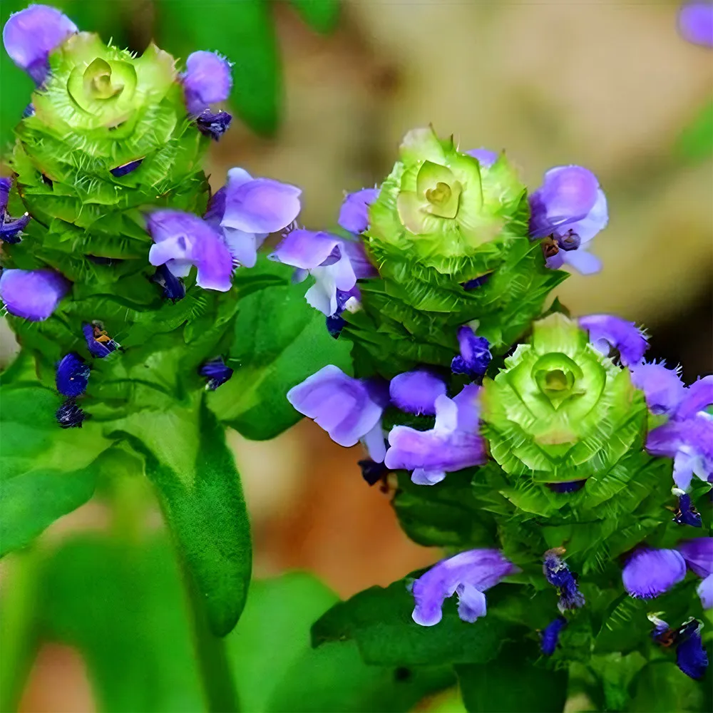From US 50 pcs Seeds Self Heal Seeds High Germination  - £7.82 GBP