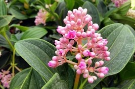 Live Plant Malaysian Orchid - Medinilla myriantha - Live Plant - £38.43 GBP