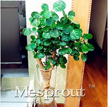 Real Japanese Rotundifolia Sen Nanyang Tree Bonsai 50 /Pack Polyscias Balfourian - $9.79