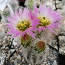 10pcs Echinocereus albispinus Seeds Rare Cactus Plants* Easy To grow - £5.30 GBP