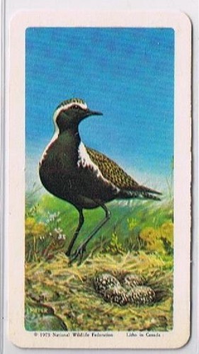 Brooke Bond Red Rose Tea Cards The Arctic #43 Golden Plover - £0.73 GBP