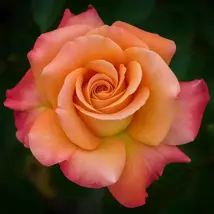Orange-Pink Arizona Rose Live Plants - Vibrant and Hardy Blooms - $131.92