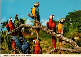 Colorful Macaws at the Parrot Jungle FL Postcard PC393 - £3.98 GBP