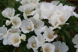 500 Godetia White Flower Seeds Native Wildflower Clarkia amoena Seed - $14.78
