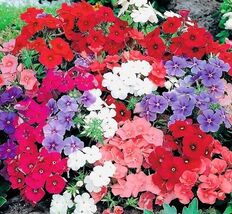 Phlox Mix Flower Seeds - $4.47