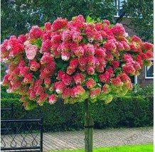 20 Of Vanilla Strawberry Hydrangea Flower Seeds - Red Rose Red White Colorful Fl - £7.19 GBP