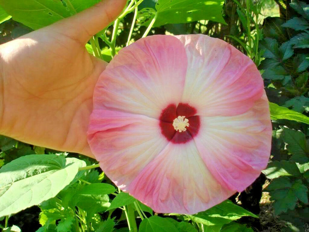 Primary image for Sale 10 Seeds Luna Pink Swirl Hardy Hibiscus Moscheutos Flower Pink & White  USA