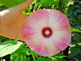 Sale 10 Seeds Luna Pink Swirl Hardy Hibiscus Moscheutos Flower Pink &amp; White  USA - £7.82 GBP