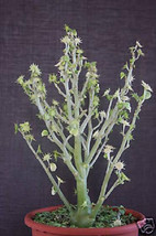 Dorstenia hildebrantii rare succulents caudex bonsai cactus cacti seed 50 SEEDS - $18.99