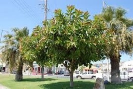 3 Live cuttings - ficus elastica (the rubber fig) - £11.86 GBP