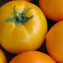 Organic Mountain Gold Tomato Fast Shipping - $10.00