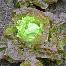 Grow In US Lettuce Seeds 600+ Merveille Des Quatre Saisons Marvel Of Four Season - £6.81 GBP