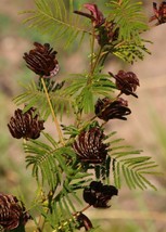 LimaJa Illinois Bundleflower {Desmanthus illinoensis} 100 Seeds - ! - £3.07 GBP