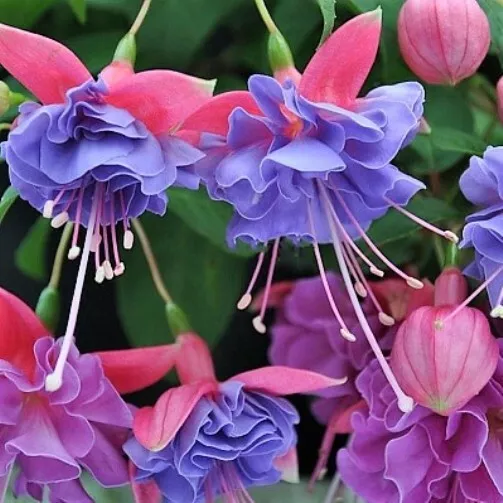 100 Seeds Fuchsia Bonsai Potted Flower Potted Plants Hanging Fuchsia Fresh Seeds - £18.98 GBP