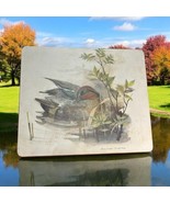 1970 Signed Mads Stage Green Winged Teal “Anas Crecca” Small Male Dabbli... - $445.07 MXN