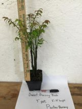 Dwarf Burning Bush plant 1 gallon pot Hardy Shrub (Euonymus Alatus) image 4