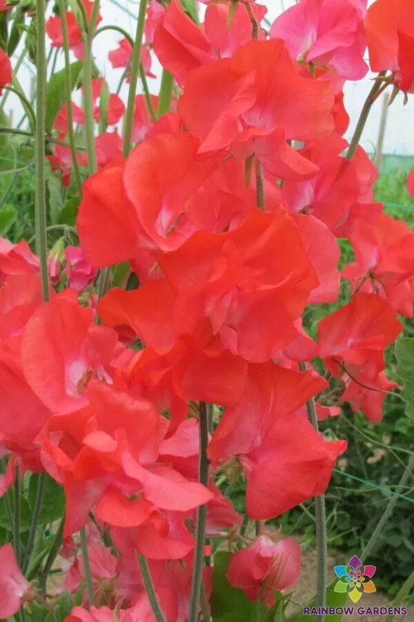 50 Coquette Sweet Pea Seeds Planting Fresh Seeds Gardening USA - $12.48