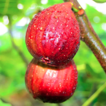 Fig Tree Seeds (Ficus carica), Sweet Fruit Shrub - 40+ Seeds - £9.90 GBP
