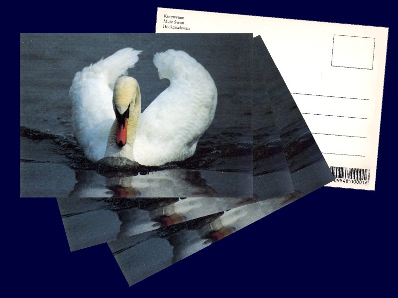 Primary image for 4 pcs. Mute Swan, Postcard Photographed and Printed in Denmark in the 1980s