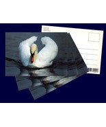 4 pcs. Mute Swan, Postcard Photographed and Printed in Denmark in the 1980s - $12.00
