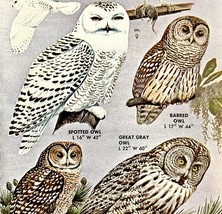 Large Earless Owls Varieties And Types 1966 Color Bird Art Print Nature ... - $378.38 MXN