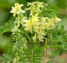 100 Astragalus membranaceus Seeds - Milkvetch Perennial Flowering Herb H... - £7.79 GBP