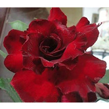 Adenium Dark Red Desert Rose Seed 5 seeds/pack - £6.30 GBP