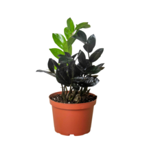 ZZ Zamioculcas &#39;Black Queen&#39; Plant - 4&quot; Pot - $25.36