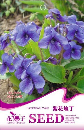 50 Seeds Chinese Violet Flower Beautiful Purple Violet Flowers Garden - $2.96