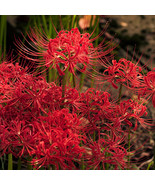 10Pcs Lot Lycoris Species Of Bulbs Plants  Hot Red Bana Bulbs New Fresh ... - €11,95 EUR