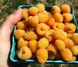 HS  100 Seeds Yellow Raspberry Berries Raspberries Garden Fresh Fruit HSalthy - $4.86