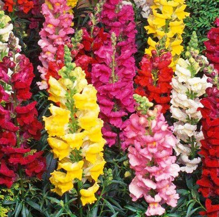 Non GMO - 1000 Giant Tetra Mix Antirrhinum Majus Snapdragon Seeds