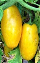 ArfanJaya Banana Legs Yellow Tomato Seeds 50 Ct Vegetable Non-Gmo - £6.12 GBP