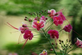 10 Tropical Seeds -Pink Peacock Flower- Read description   - £4.78 GBP