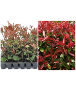 10 Plants Photinia Red Tip Live Plants Photinia x Fraseri Hardy Evergreen Shrub - $114.99