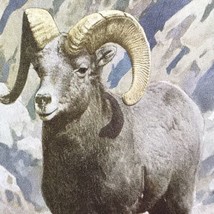 Big Horn Mountain Sheep Zoological Park Society Postcard Vintage New York USA - $9.95