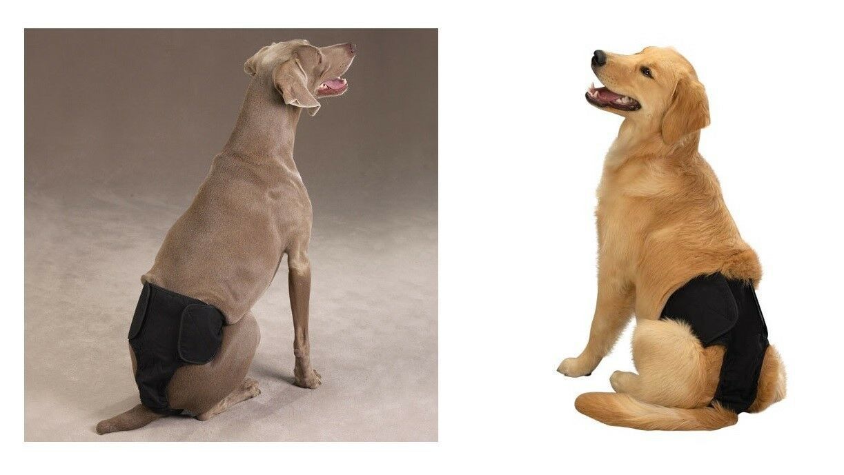 MALE PUP PANTS - Washable Cotton Reusable Cloth Diapers for Dogs CLOSEOUT