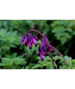 25 Dark Purple Bleeding Heart Seeds Dicentra Spectabilis Shade Flower Easy To Gr - $12.97