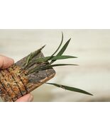 PLEUROBOTRYUM CREPINIANUM SMALL ORCHID MOUNTED - $38.27