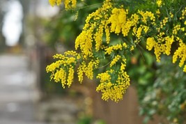 LWSTORE Acacia Golden Wattle Tree Seed Fresh 40 Seeds Fresh Crop USPS Shipping - £6.92 GBP