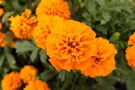 25 Mandarin Marigold Seeds For Garden Planting    From US - $10.48