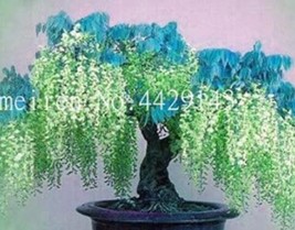 New Fresh 10Pcs Wisteria Flower Seeds Light Green Color - $9.46