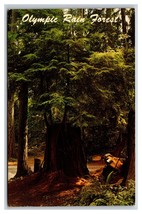 Rain Forest Olympic National Park Washington WA Chrome Postcard J19 - £1.51 GBP