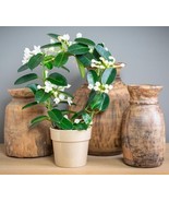 Madagascar Jasmine Green Leaf Stephanotis Small Rooted Starter Plant Fra... - $39.98