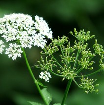 Perideridia americana 50 Seeds for Planting - Wild Dill Herbaceous Peren... - $17.00