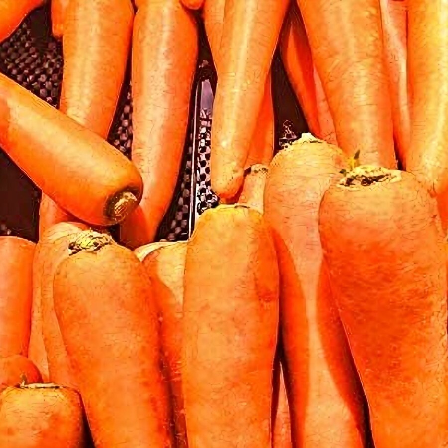Autumn King Carrot 500 Flakke Fresh Gardening - $15.92